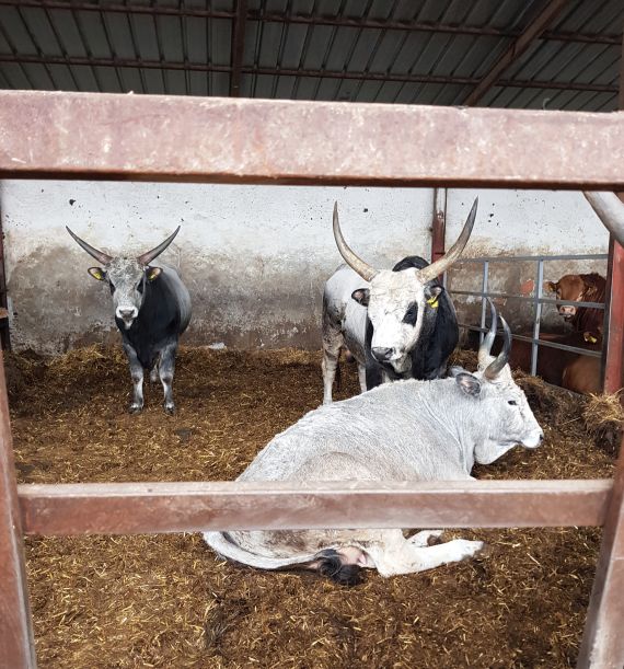 Govedo podolac u Vardarcu