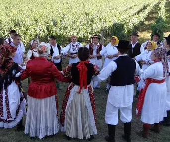 Stupnička berba grožđa