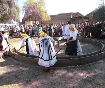 Ižimača u Beravcima